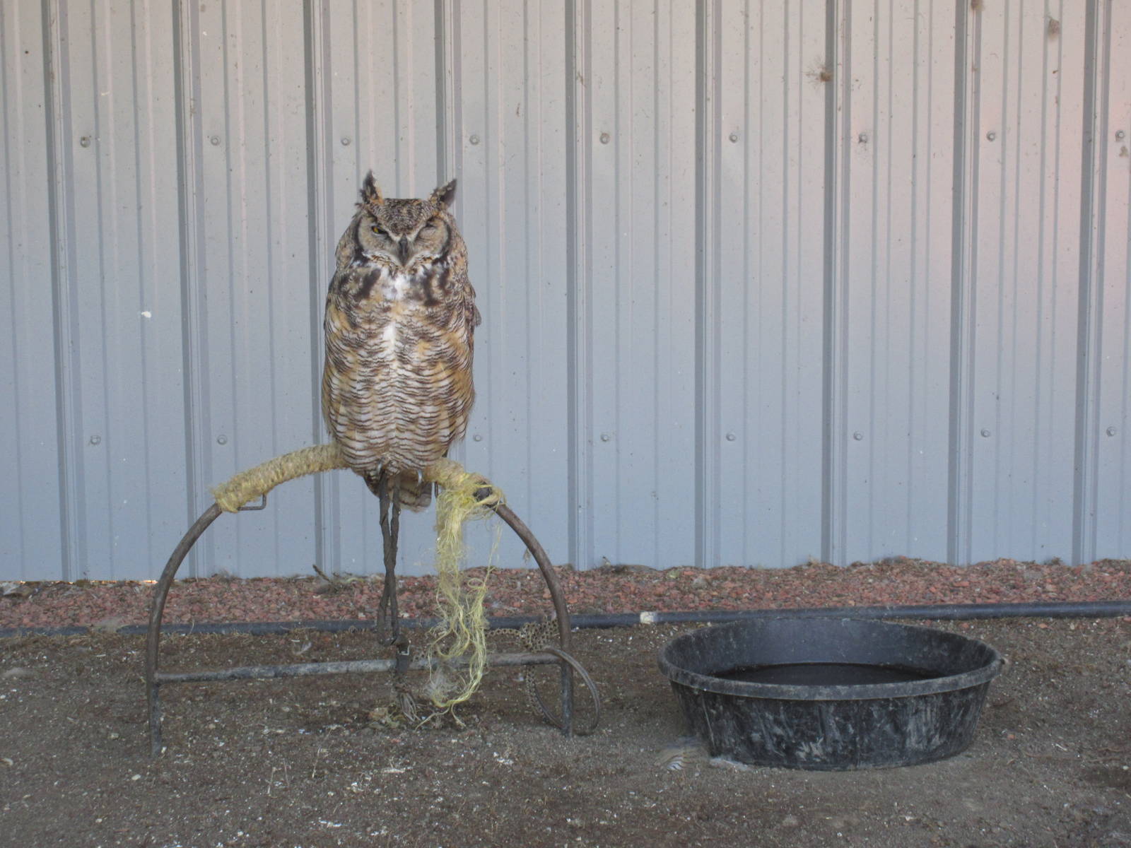 Alberta Birds of Prey Centre - Great Horned Owl