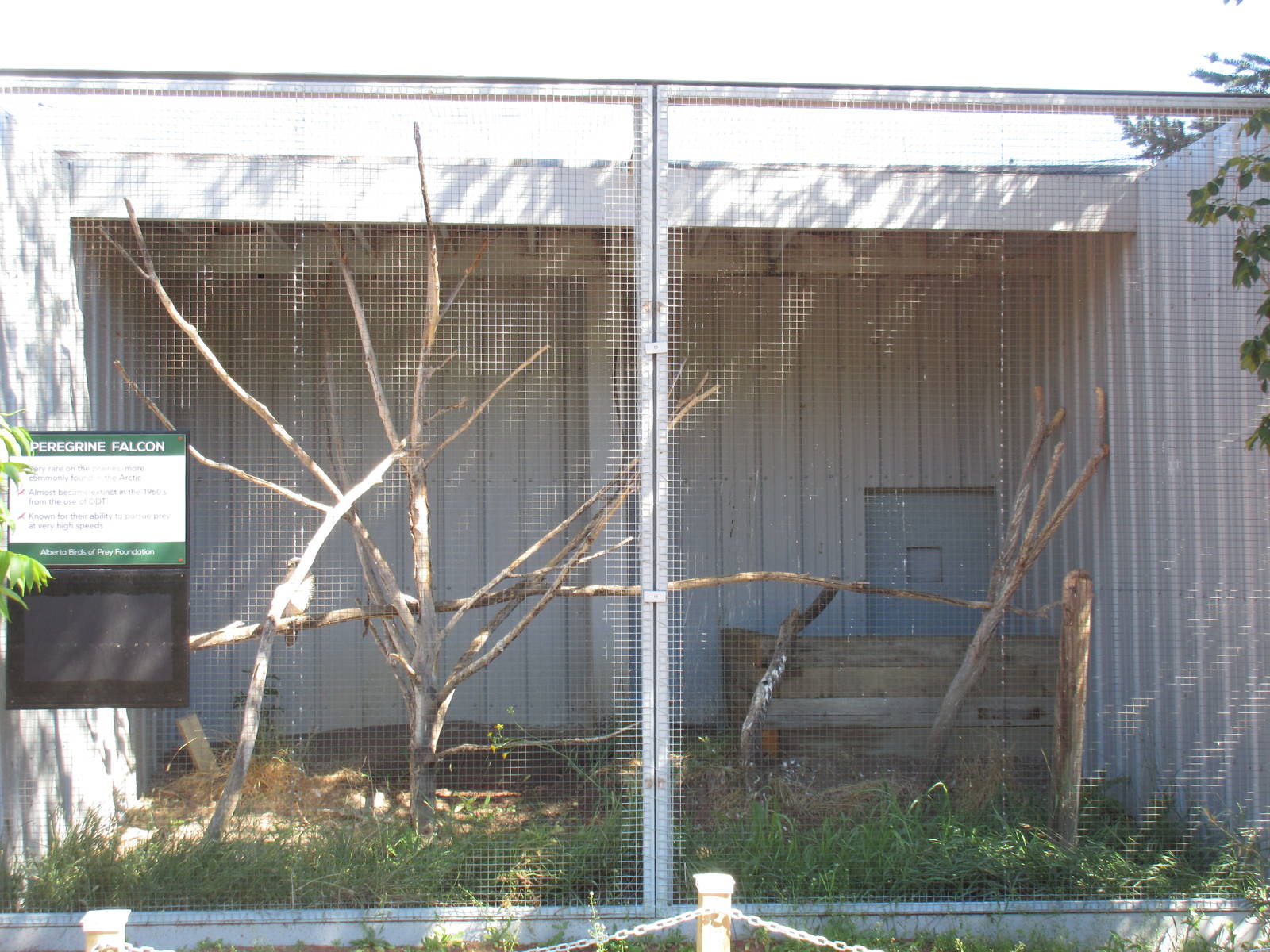 Alberta Birds of Prey Centre - Peregrine Falcon Exhibit