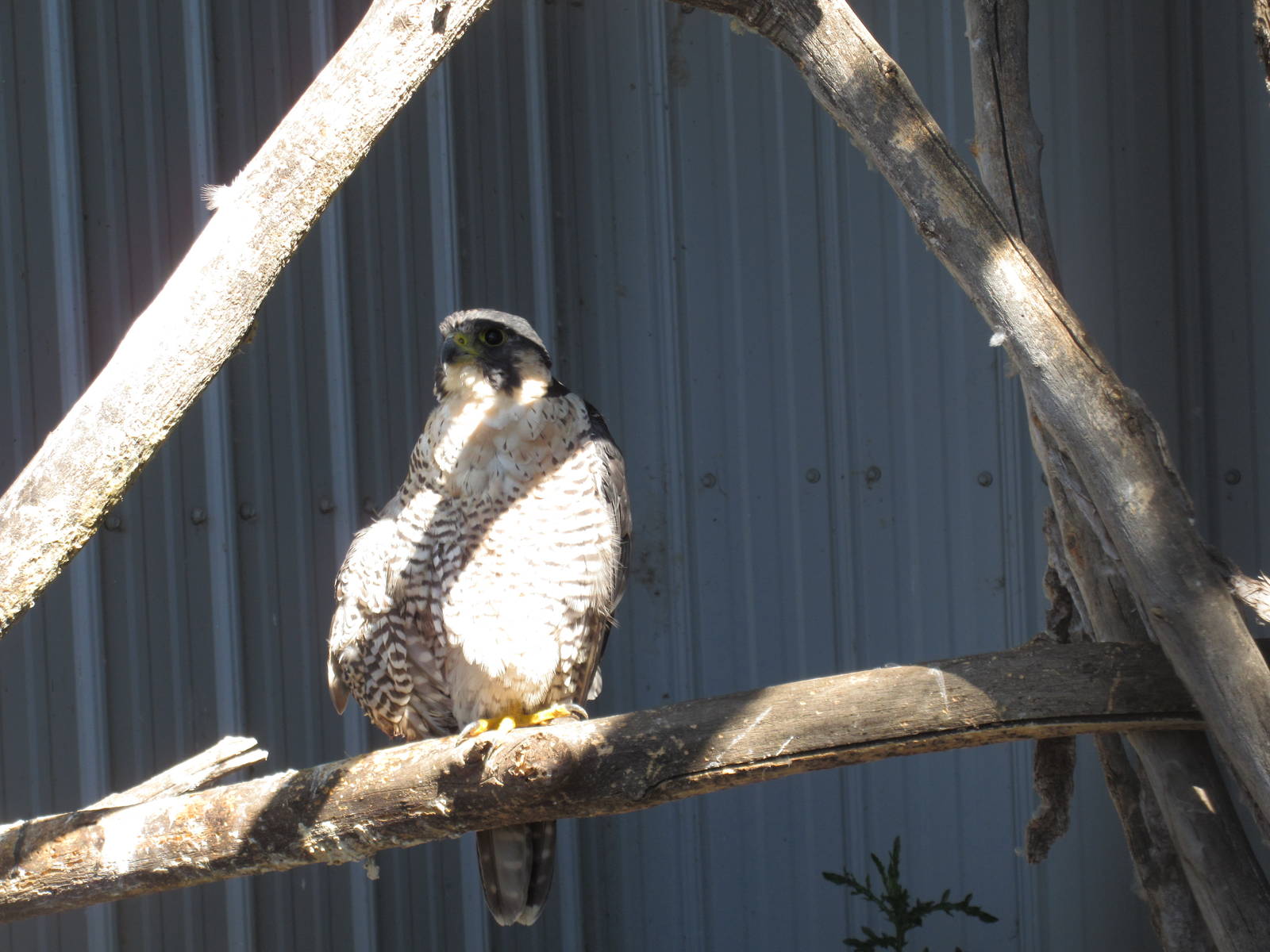 Alberta Birds of Prey Centre - Peregrine Falcon