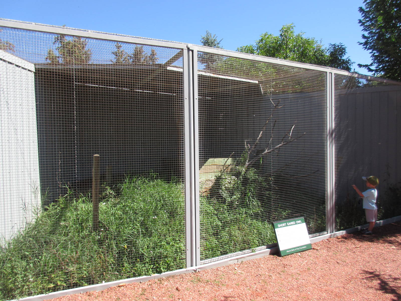 Alberta Birds of Prey Centre - Short-Eared Owl Exhibit