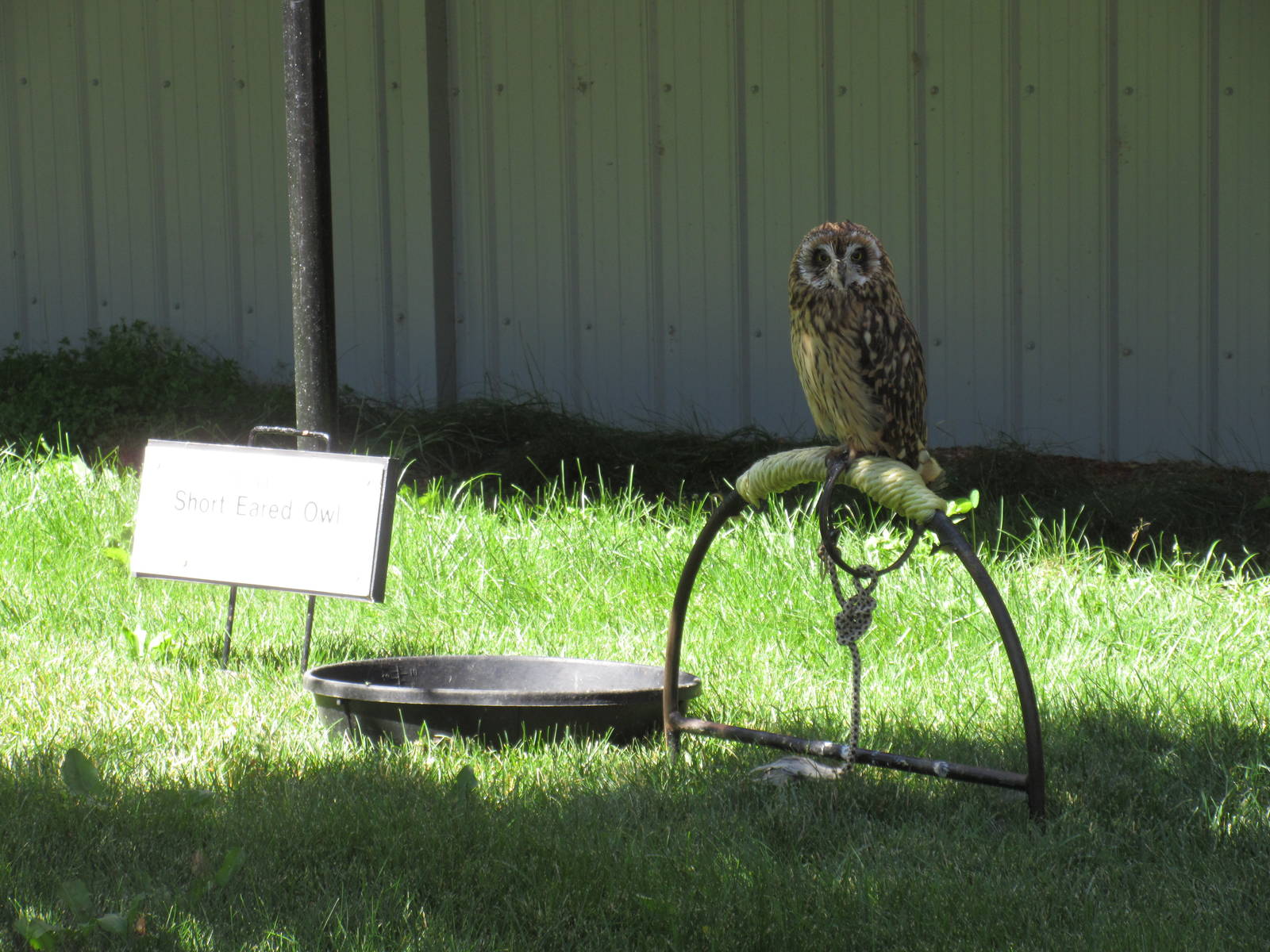 Alberta Birds of Prey Centre - Short-Eared Owl