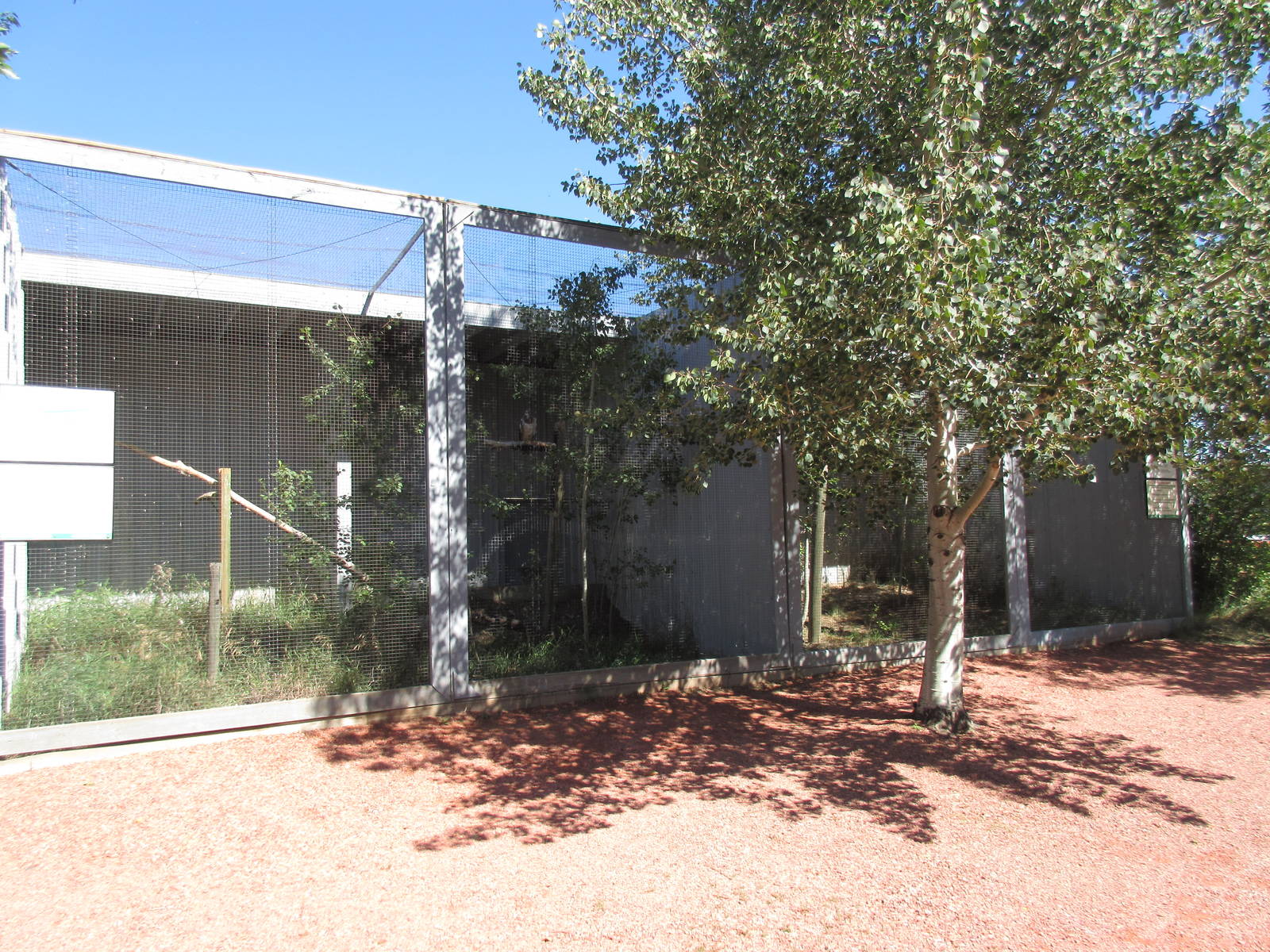 Alberta Birds of Prey Centre - Swainson's Hawk + Ferruginous Hawk Exhibits
