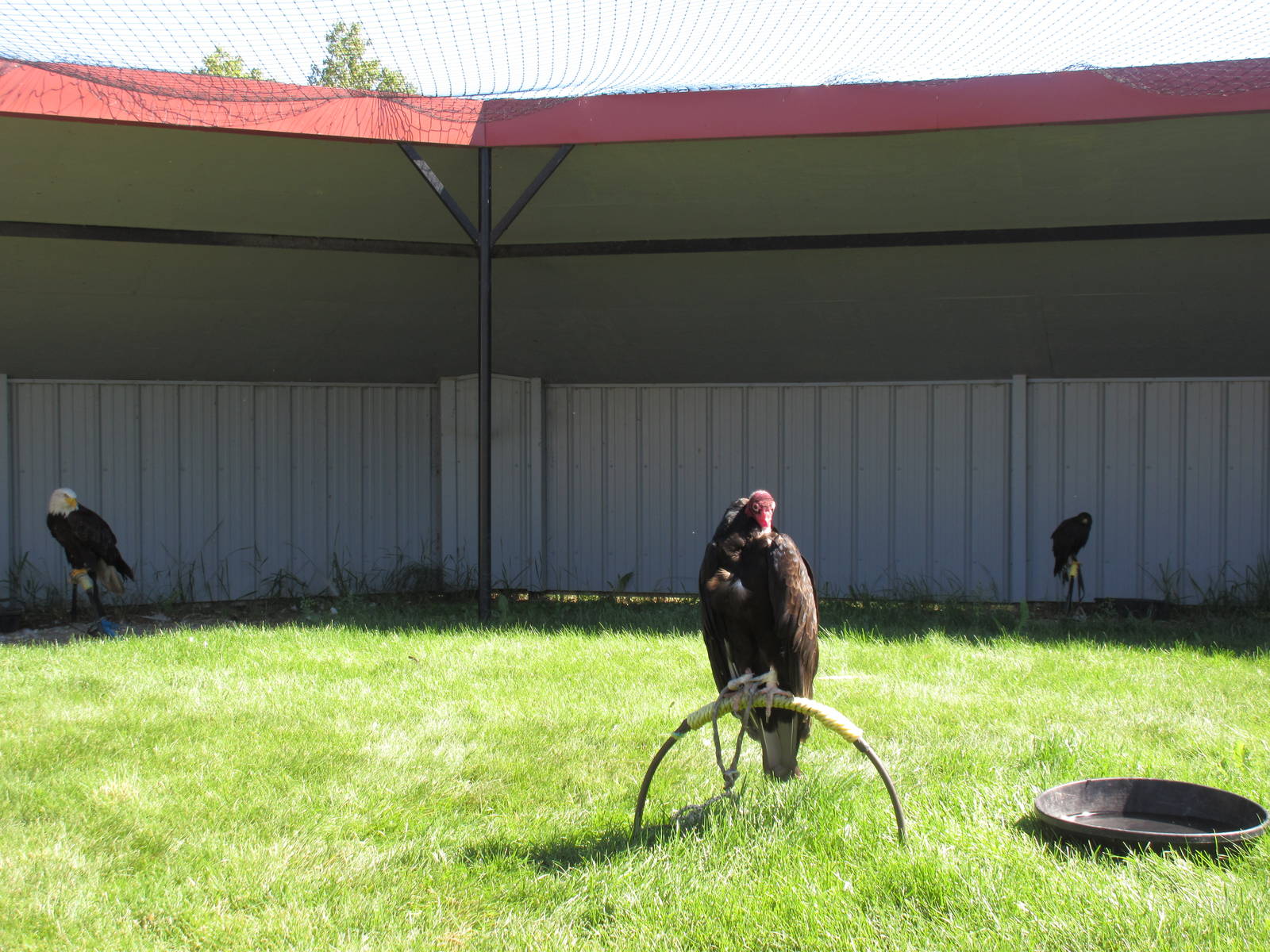 Alberta Birds of Prey Centre - Tethered Birds (13 in the aviary)