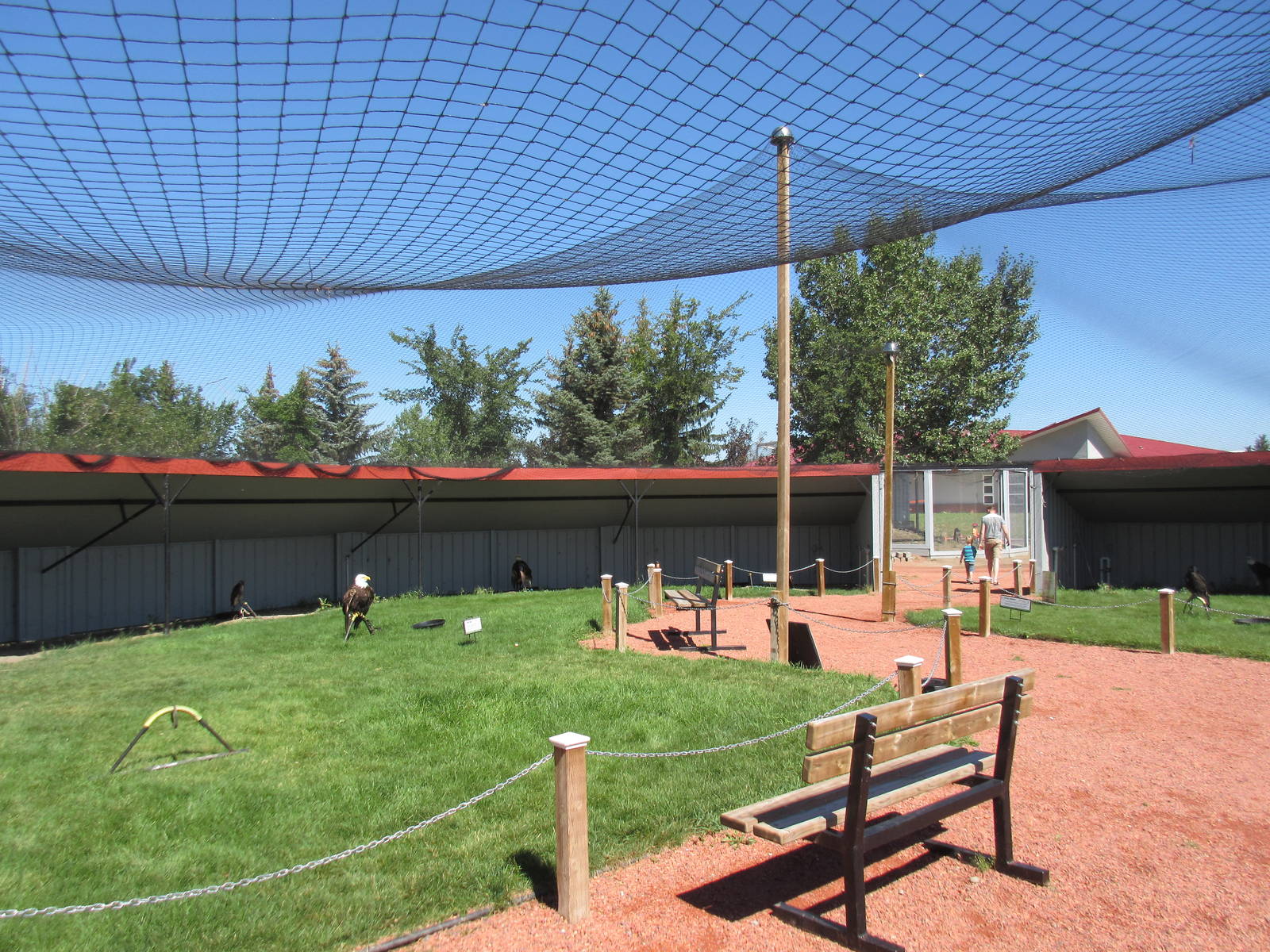 Alberta Birds of Prey Centre - Tethered Birds (13 in the aviary)