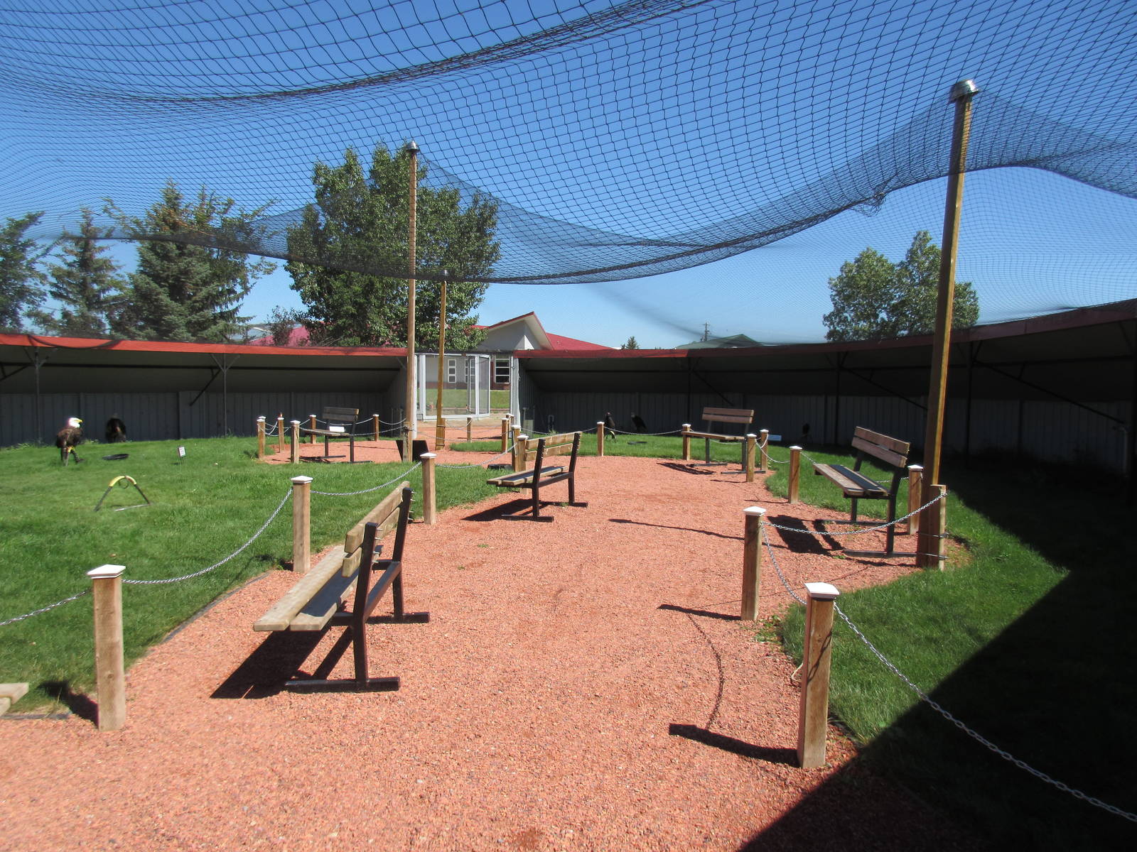 Alberta Birds of Prey Centre - Tethered Birds (13 in the aviary)