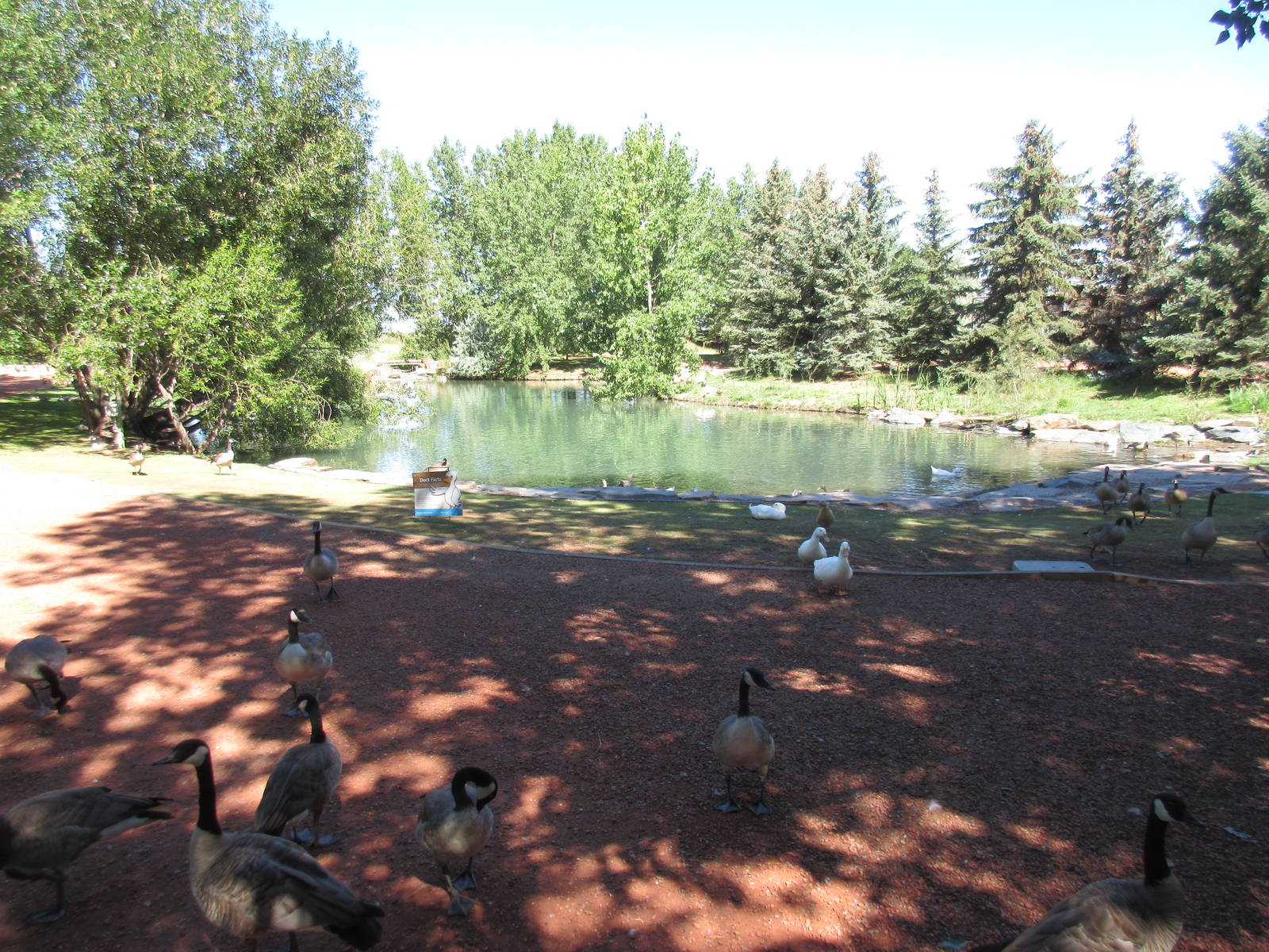 Alberta Birds of Prey Centre - Waterfowl Pond