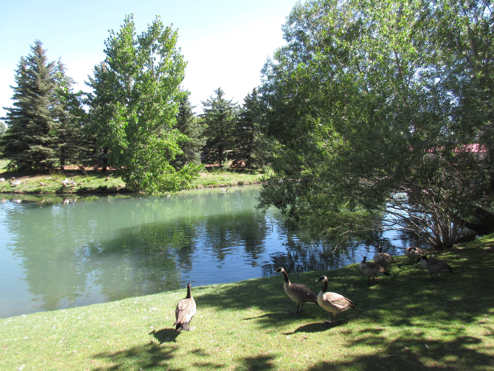 Alberta Birds of Prey Centre - Waterfowl Pond