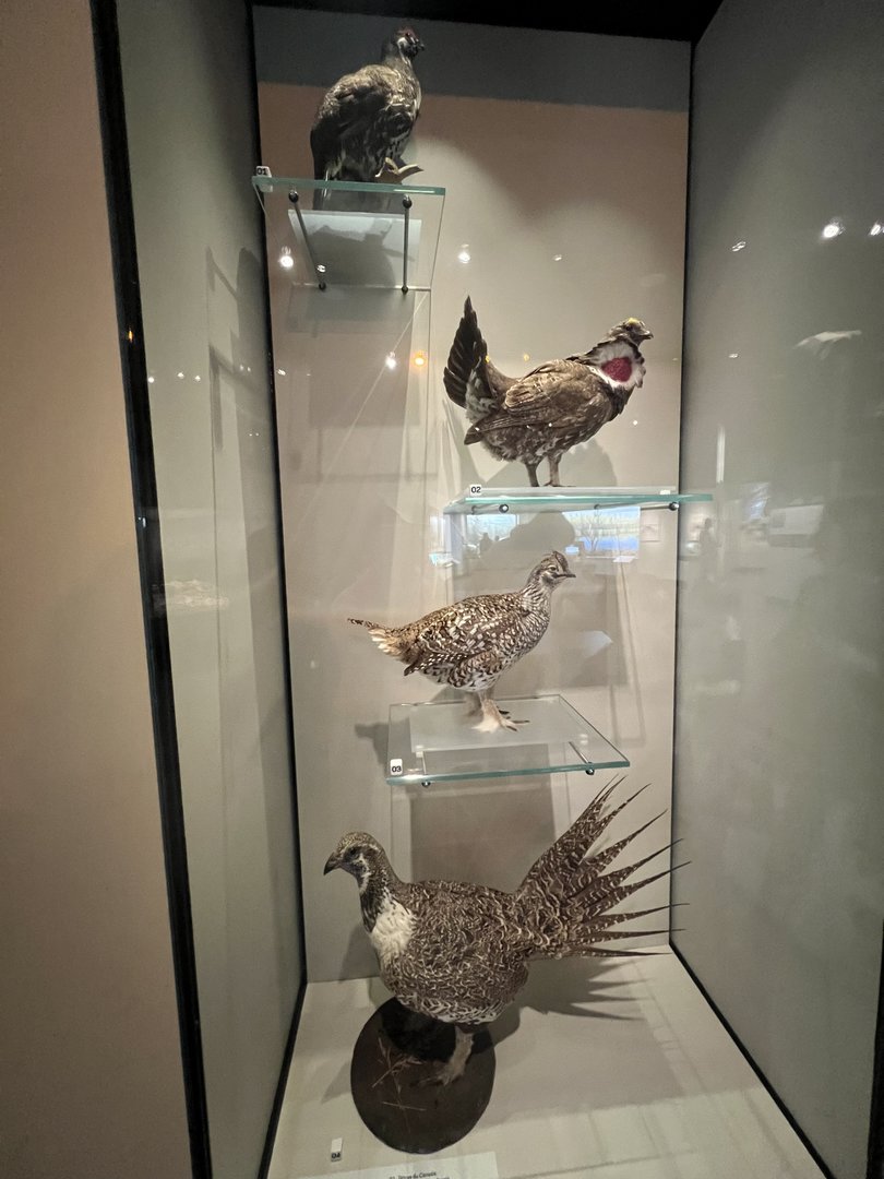 Alberta’s Grouse Specices