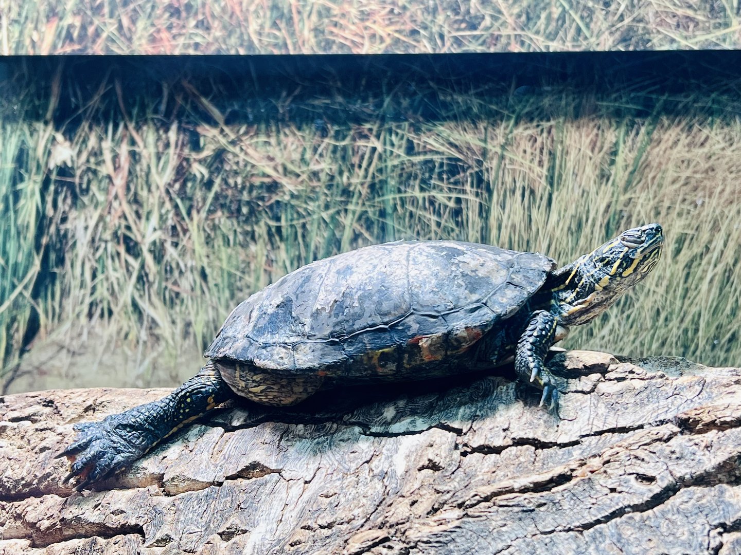 Alberta’s Native Turtle - Western Painted Turtle