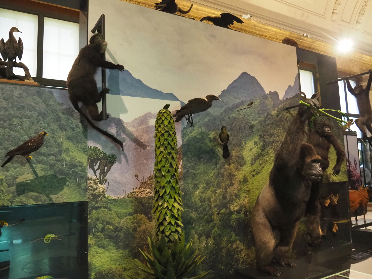 Albertine Rift montane habitats display with animal and plant specimens, 2021-10-20