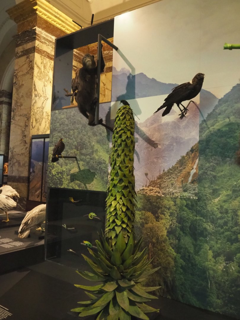 Albertine Rift montane habitats display with animal and plant specimens, 2021-10-20
