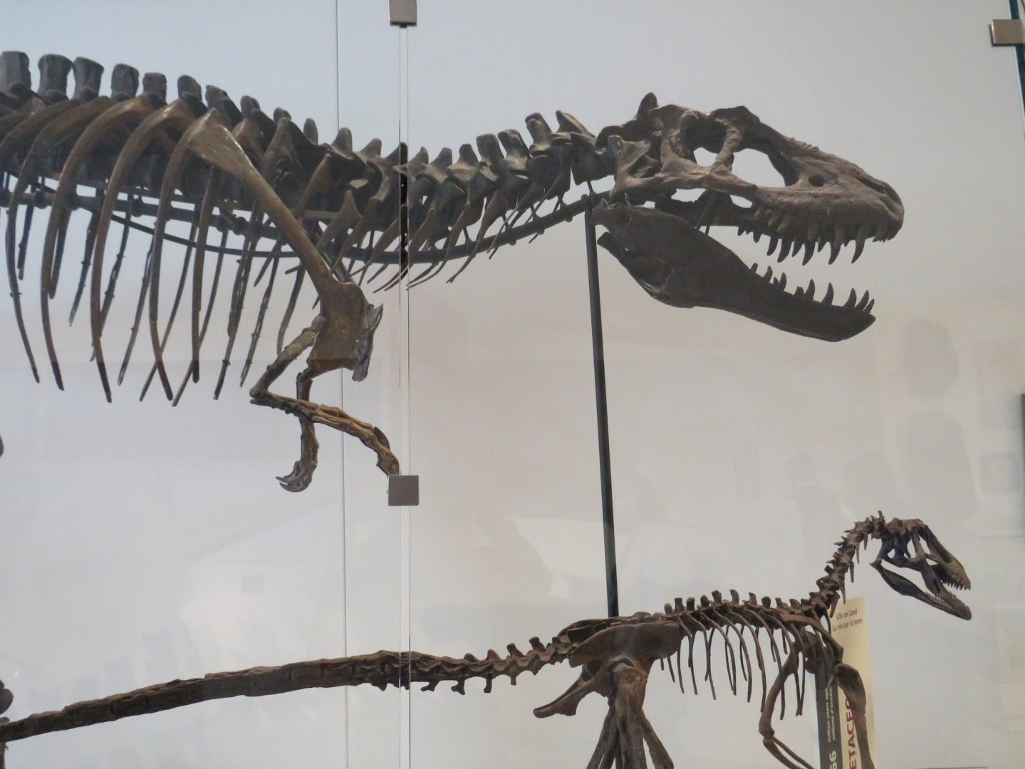 Albertosaurus and Deinonychus