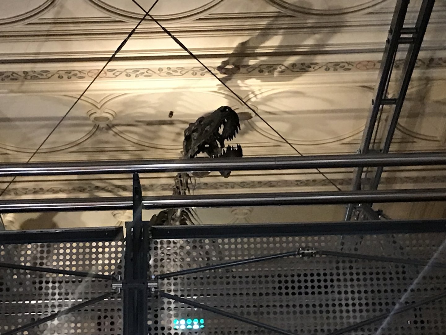 Albertosaurus skeleton