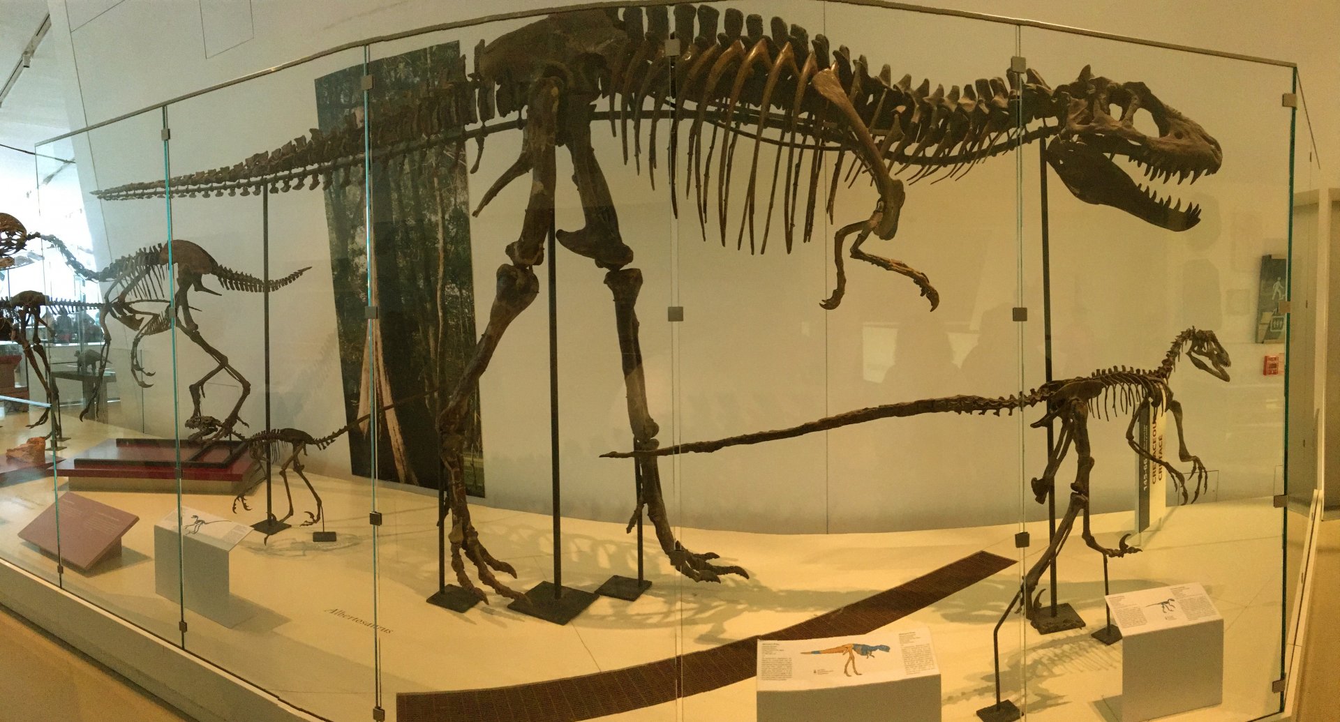 Albertosaurus
