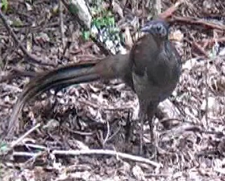 Albert's lyrebird.