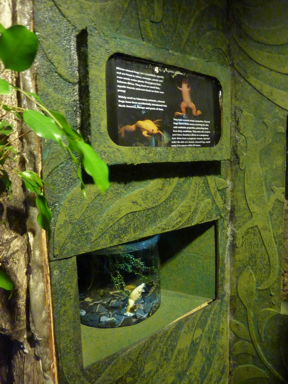 Albino african-clawed frog tank