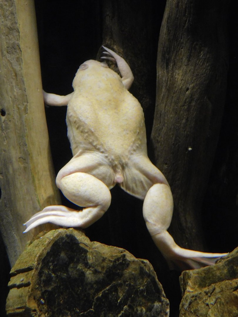 Albino African Clawed Frog (Xenopus laevis) Kawasui Kawasaki Aquarium September 18, 2025