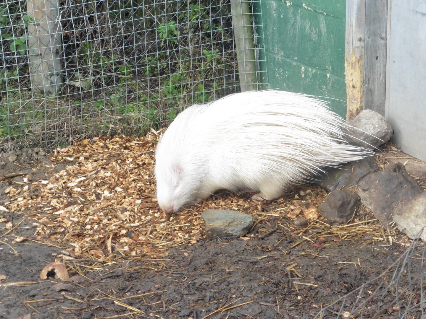 (Albino) African Crested Porcupine