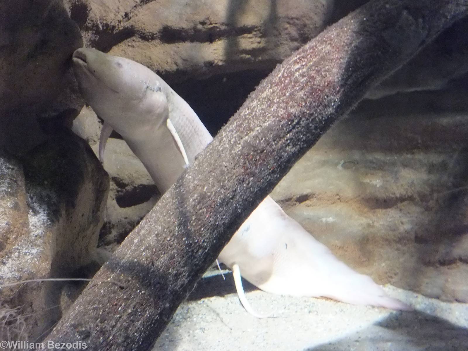 Albino African Lungfish