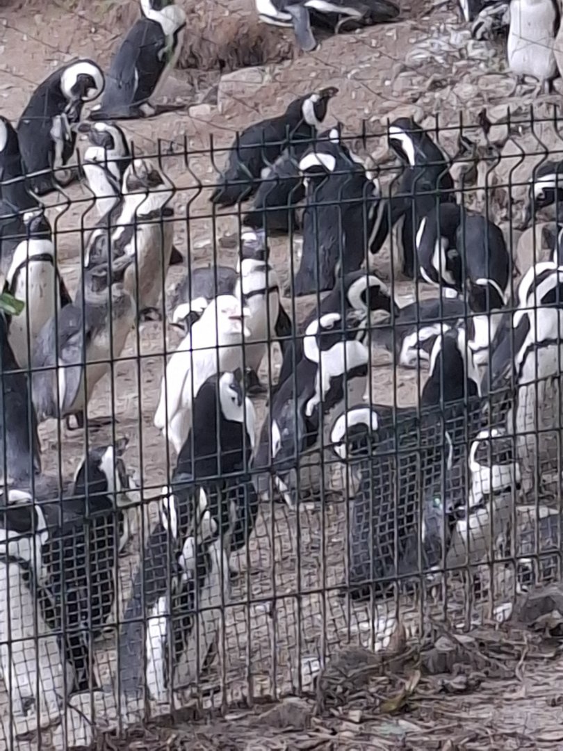 Albino African Penguin Kokosanka