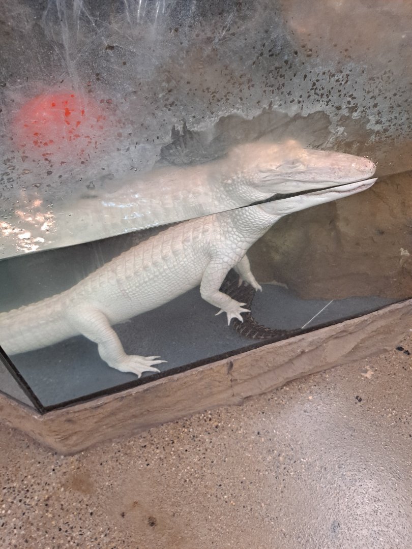 Albino Alligator (11/14/24)