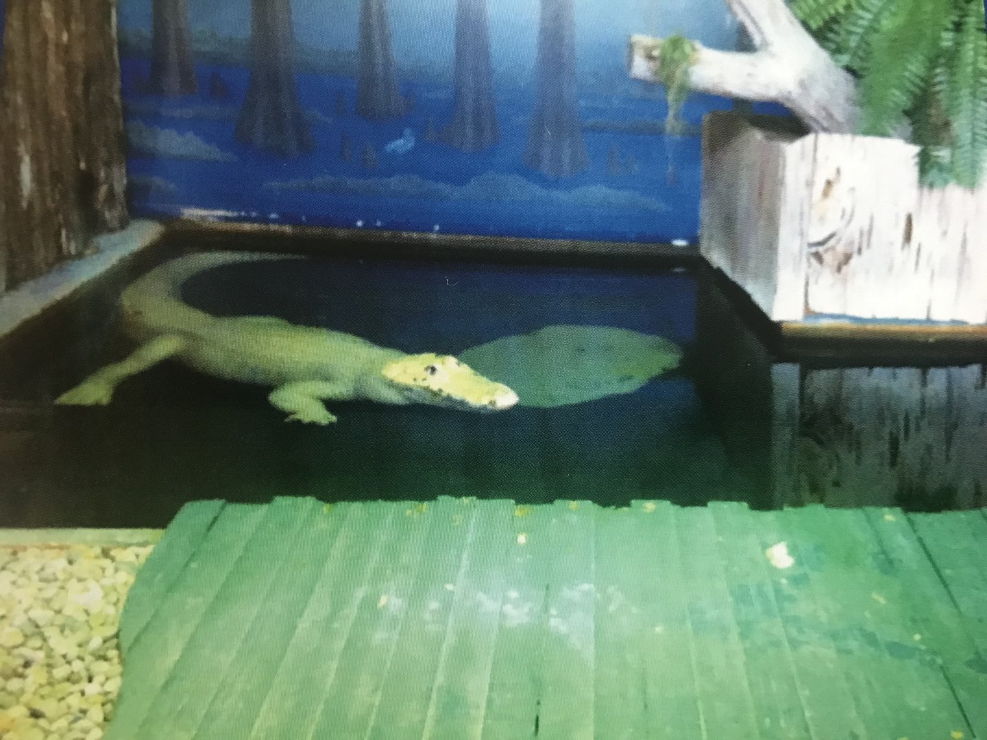 Albino alligator (2014)
