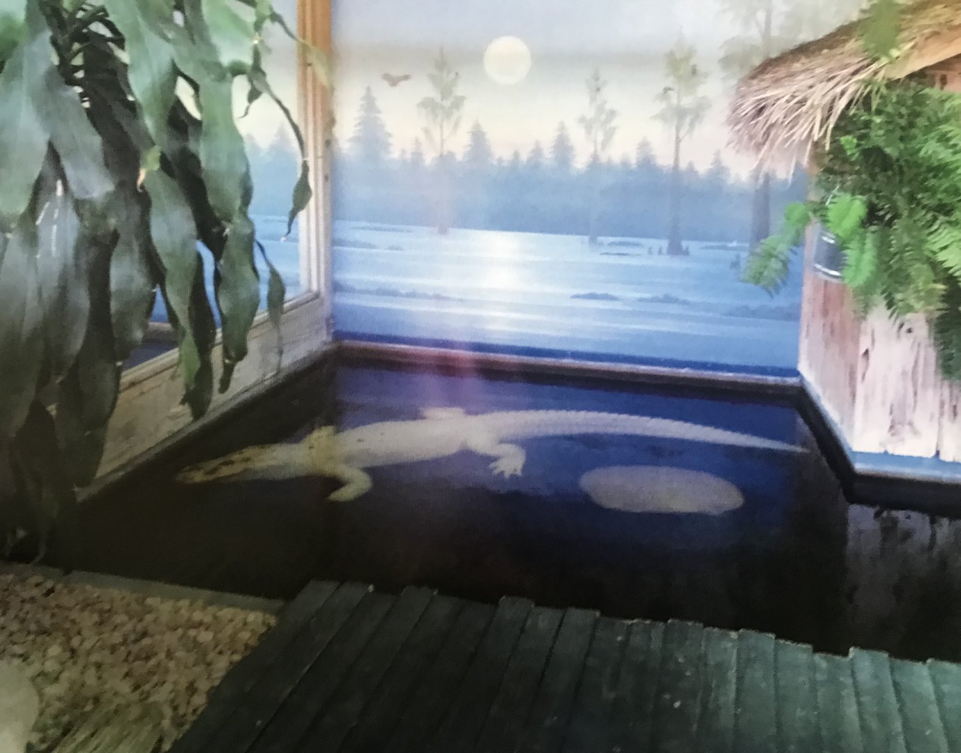 Albino alligator (2014)