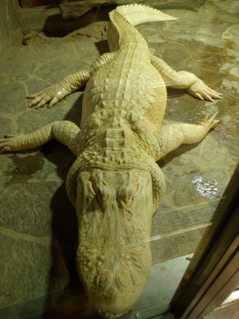 Albino alligator 7/25