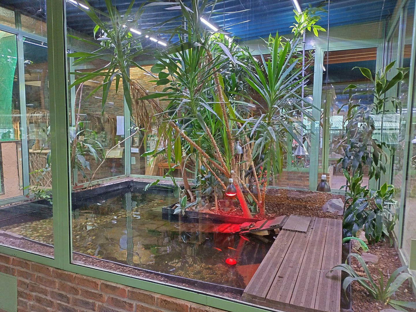 Albino alligator enclosure