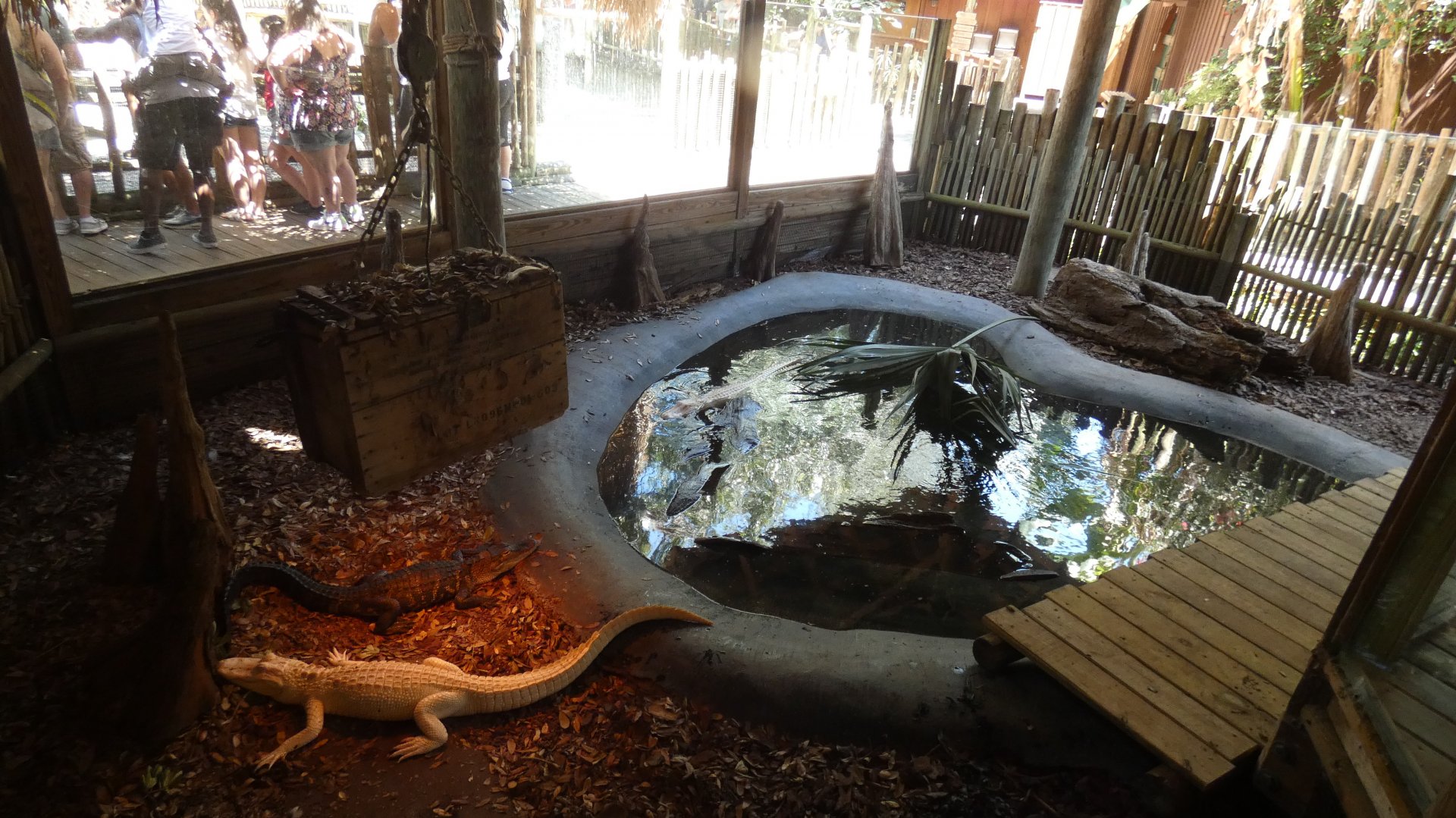 Albino Alligator Exhibit #2 - June 2022