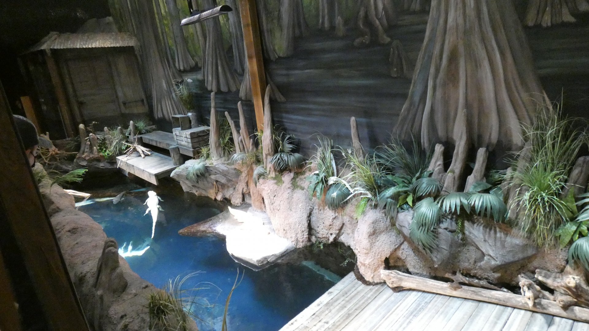 Albino Alligator Exhibit, River Scout - Aug. 2021