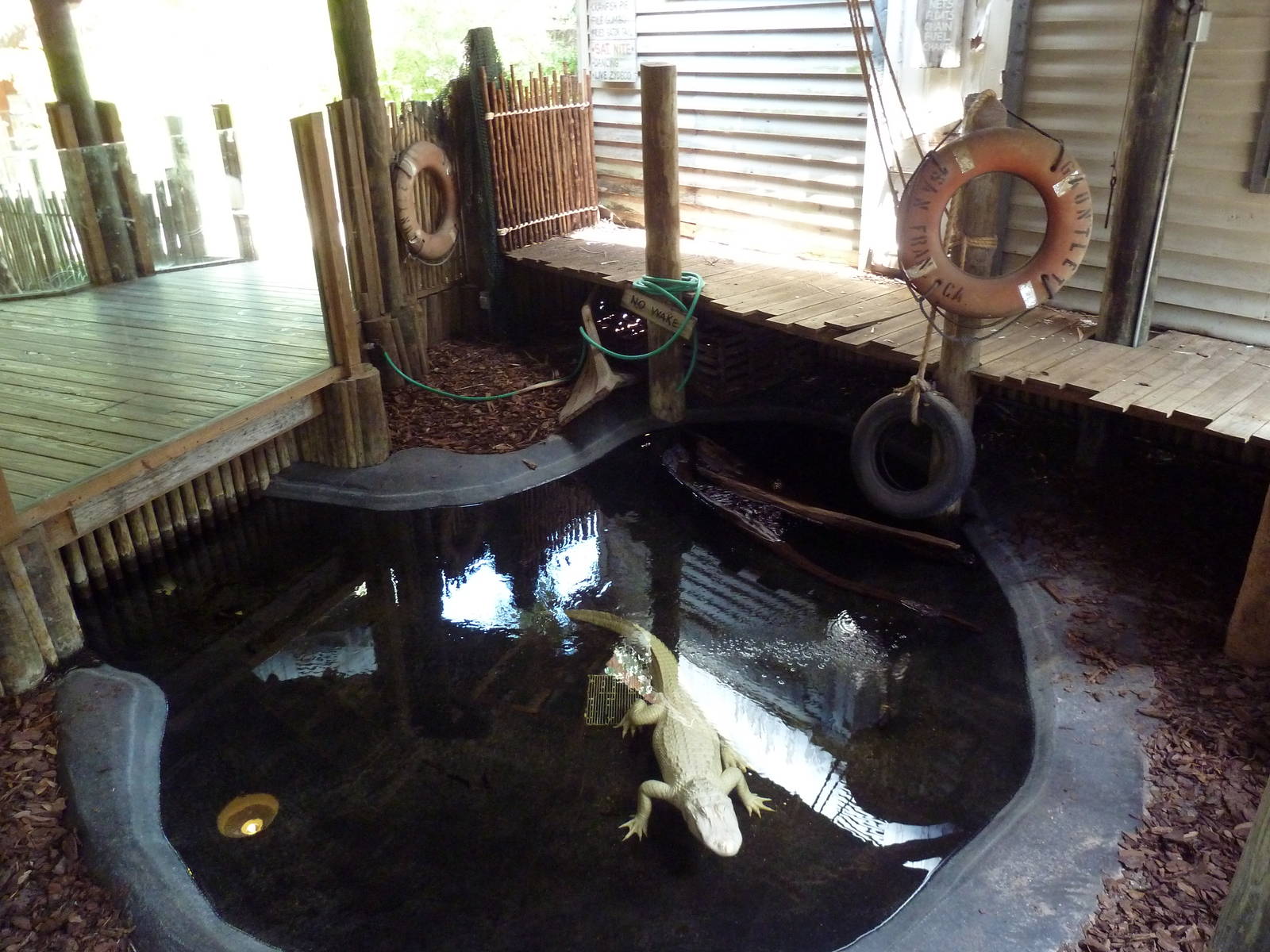 Albino Alligator Exhibit