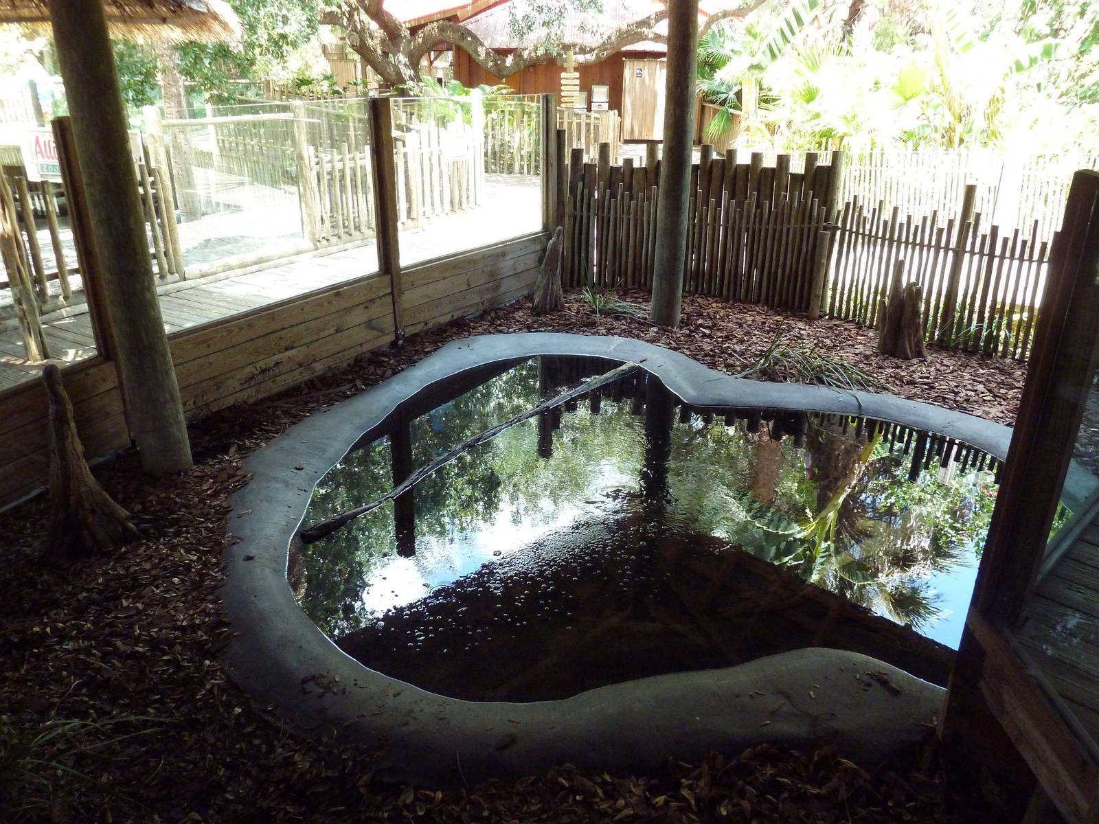 Albino Alligator Exhibit