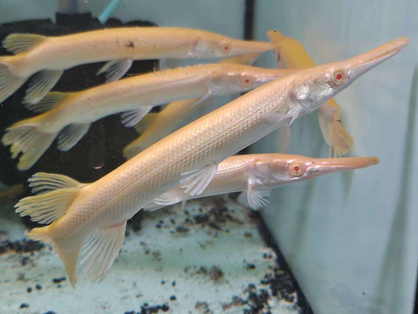 Albino Alligator Gar (Atractosteus spatula 'Albino')