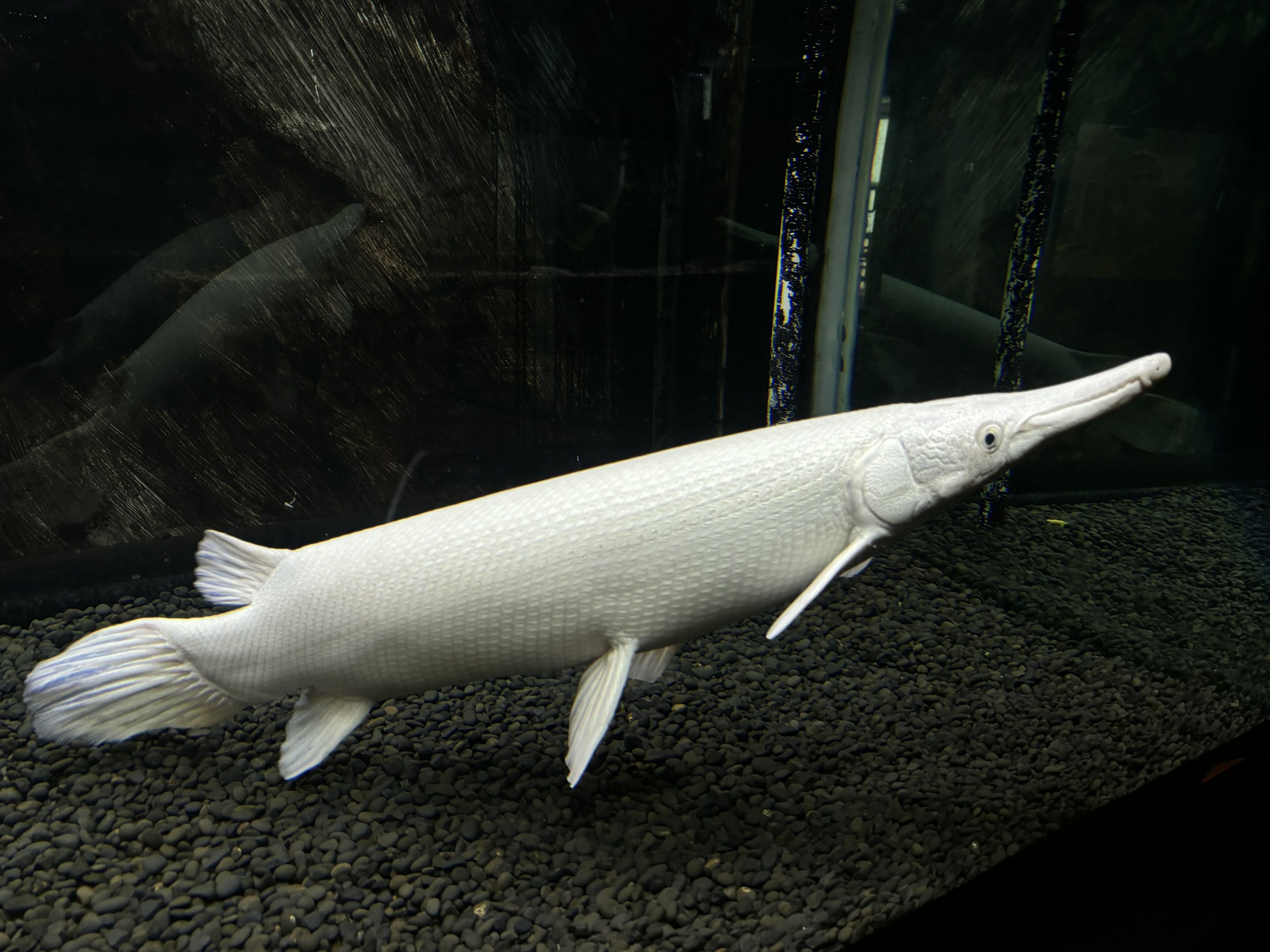 Albino Alligator Gar