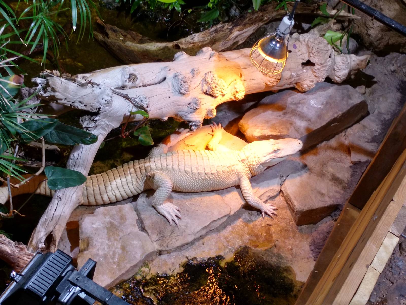 Albino alligator