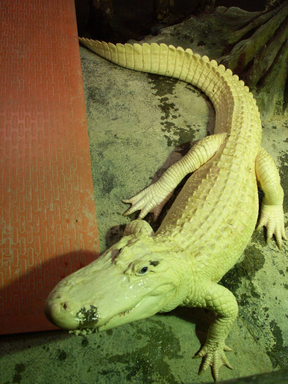 albino alligator