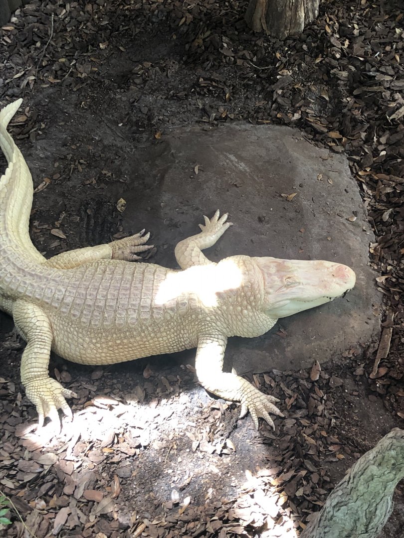 Albino alligator
