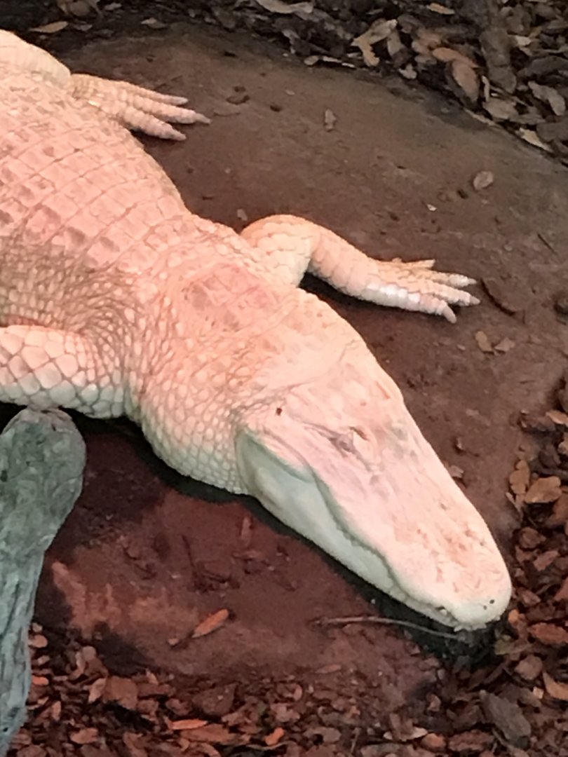Albino alligator