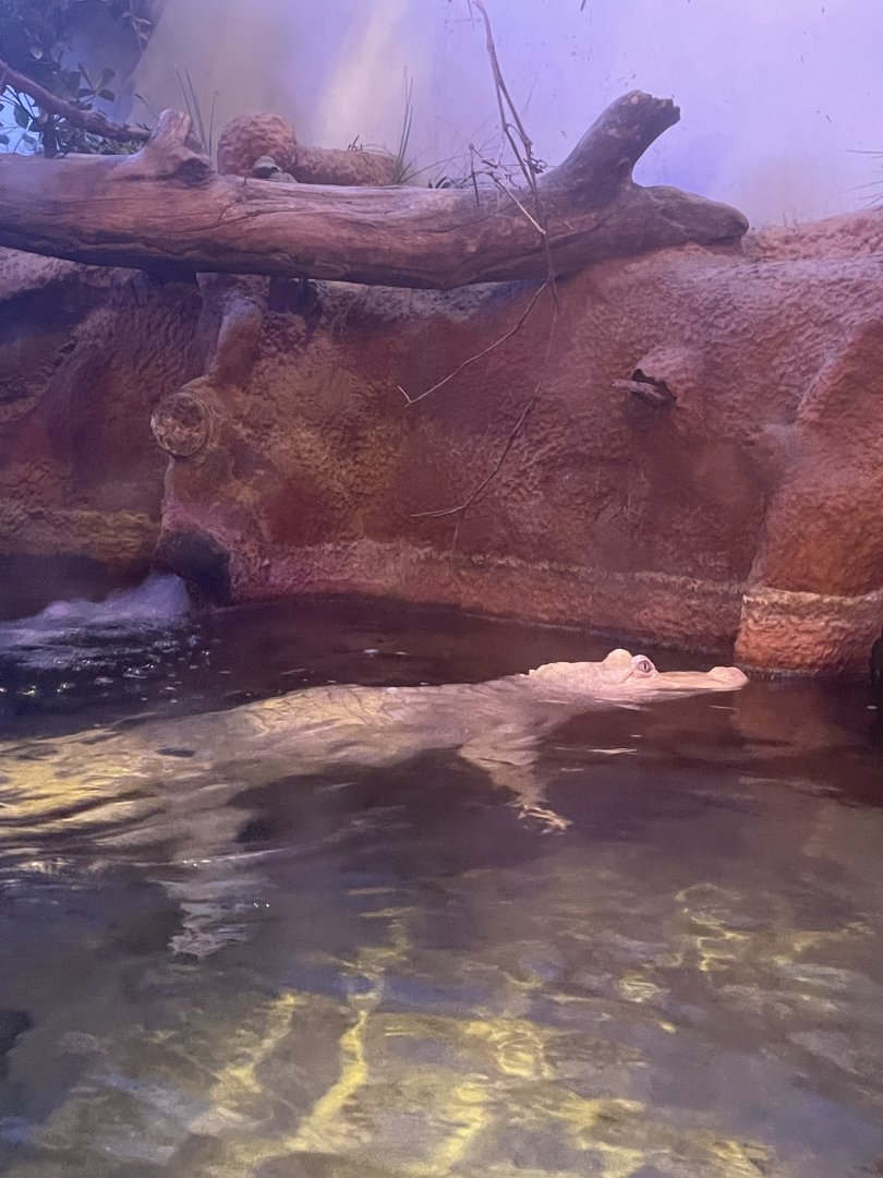 Albino Alligator