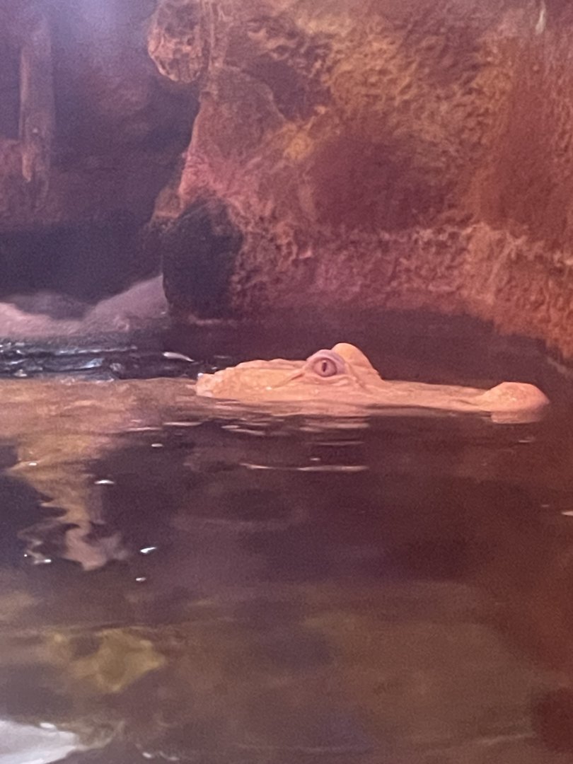 Albino Alligator