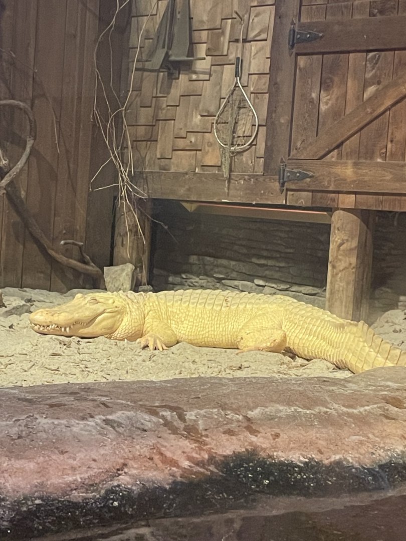 Albino Alligator