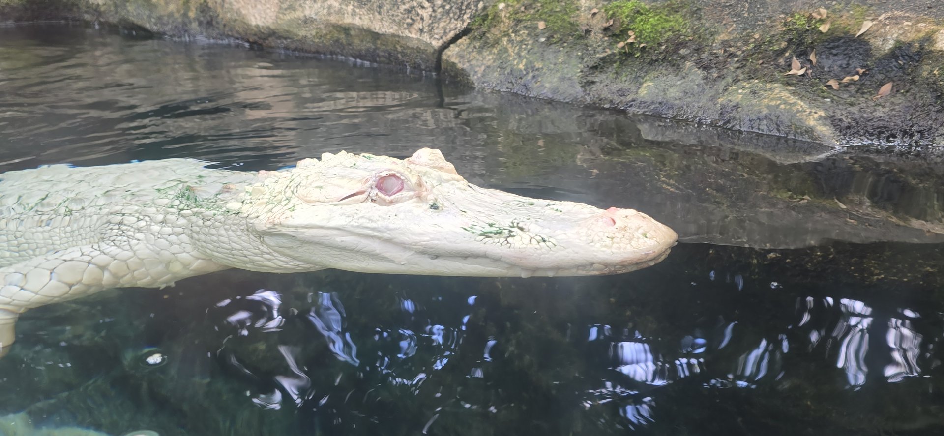 Albino alligator