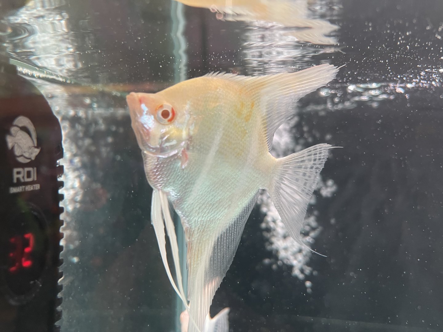 albino altum angelfish (pterophyllum altum)