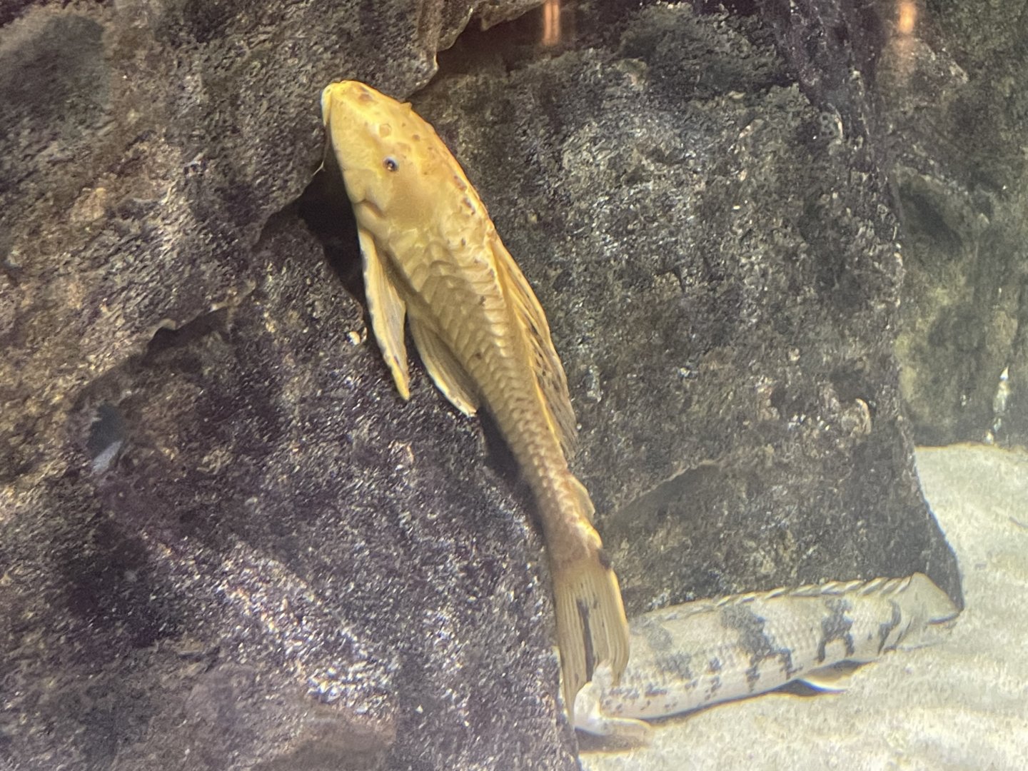 albino amazon sailfin catfish (pterygoplichthys pardalis)