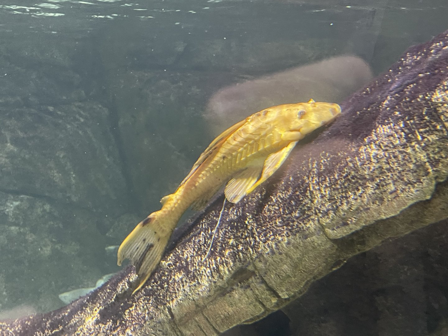 albino amazon sailfin catfish (pterygoplichthys pardalis)
