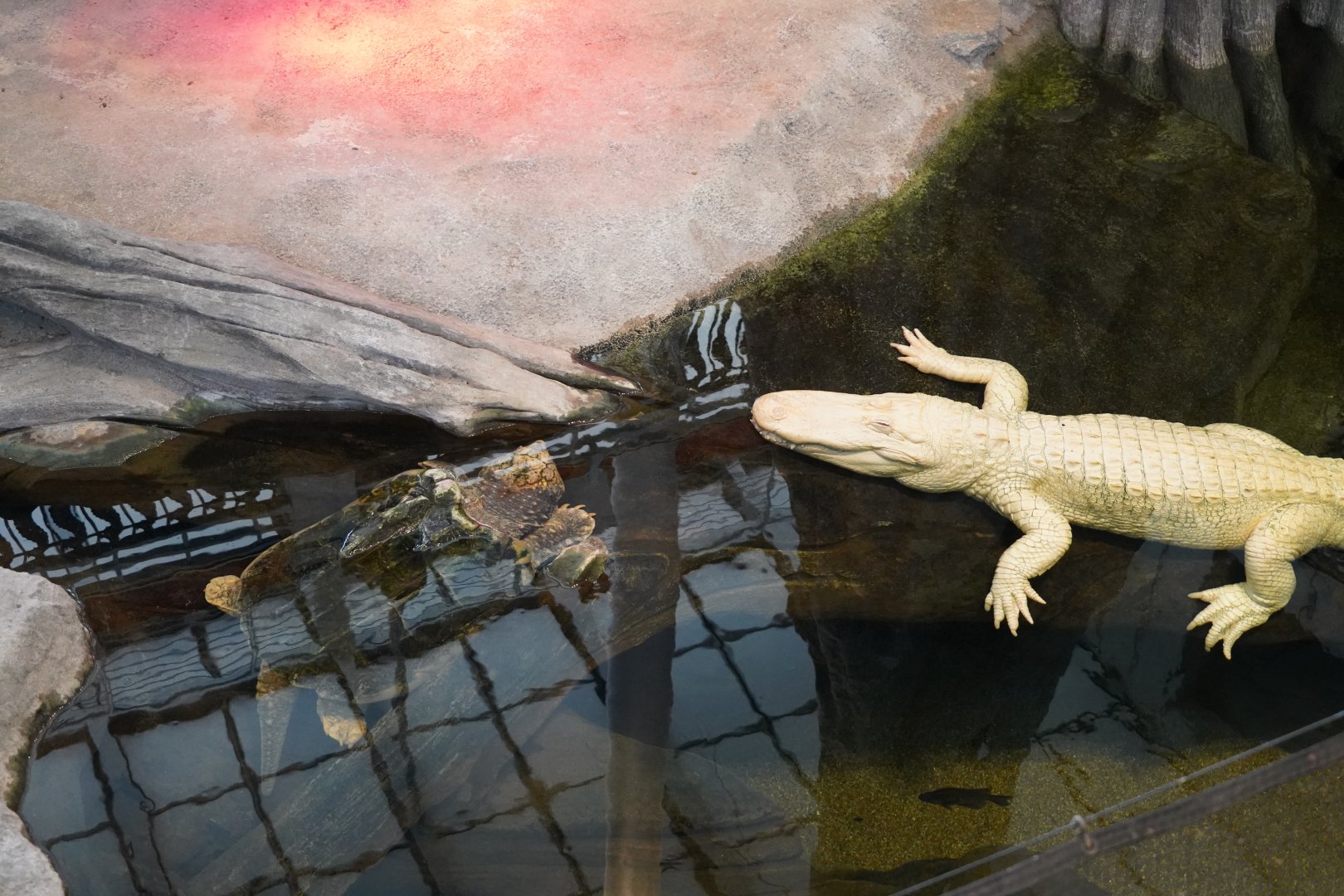 Albino American alligator and Alligator snapping turtle