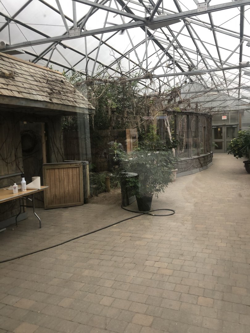 Albino American Alligator Enclosure - January, 2021