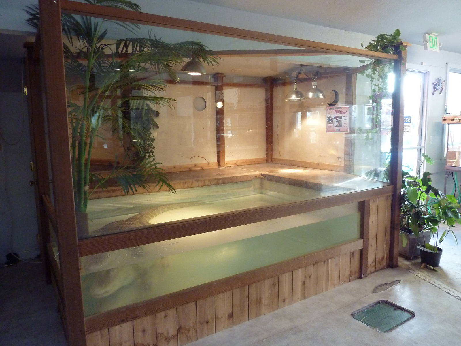 Albino American Alligator Exhibit