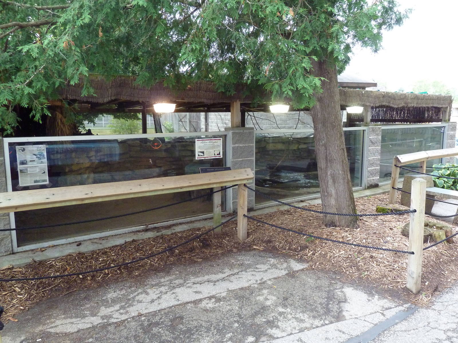 Albino American Alligator Exhibit